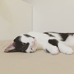 Lorem ipsum dolor sit amet, consectetur adipisicing elit, sed do eiusmod tempor incididunt