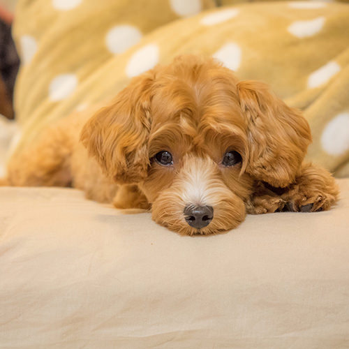 Duis aute irure dolor in reprehenderit in voluptate velit esse cillum dolore eu fugiat nulla pariatur.